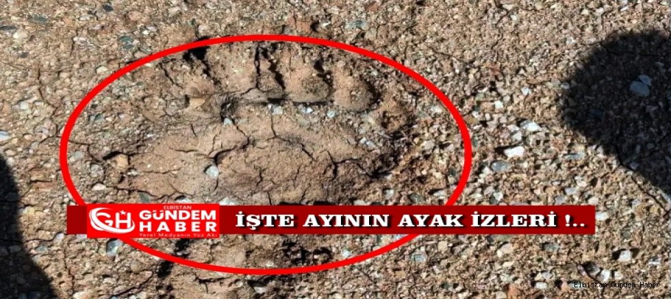 Kızgın AYI Yıktı Geçti