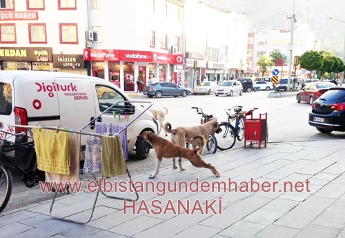 Başıboş Köpekler Korkutuyor