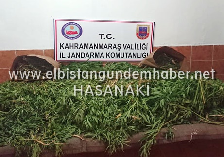 Buğday Gibi Kenevir Ekmişler!