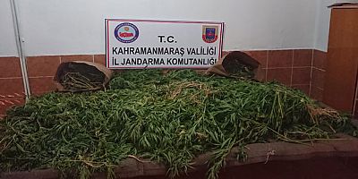 Buğday Gibi Kenevir Ekmişler!