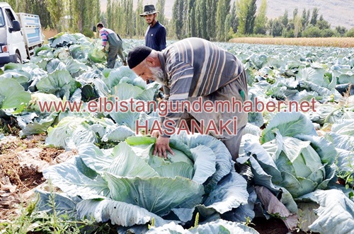Elbistan Lahanasına Göz Değdi