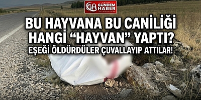 Eşeğe Bunu Yapan İnsana Ne Yapmaz?..