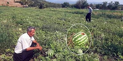 Karpuza Kargalar Bile Güldü!..