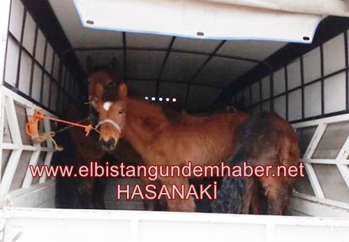 KAYIT DIŞI AT YAKALANDI!