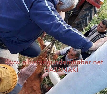 Ne İşin Var Orada İnek!
