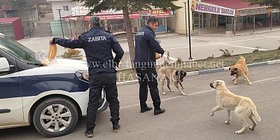 Sokak Hayvanları Aç Kalmasın