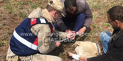 Yaralı Köpeğe İlk Yardım Jandarma’dan 