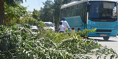 Yine Kestiler Gittiler!