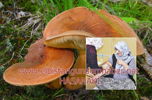 Zehirli Mantarlara DİKKAT!